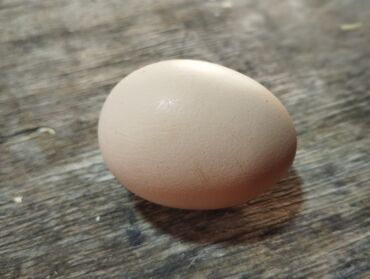 перепела яйца: Куплю яйцо куриное инкубационное! закупаем куриное яйцо на инкубатор