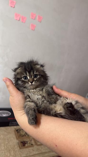 Продаются котята мальчики и девочки Мама шотландская вислоухая фото