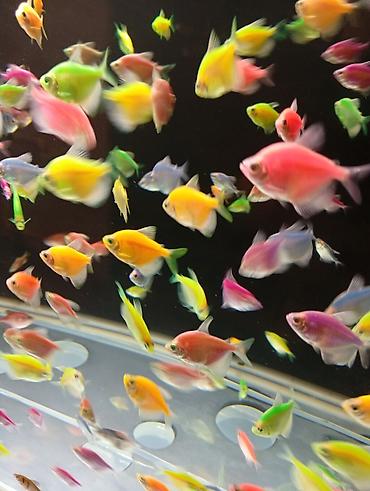 ucuz akvarium baliqlari: Glofish, Sülhsevər — 1
