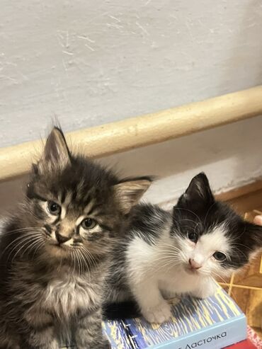объявление щенки в добрые руки: Ищем заботливых хозяев для котят 🐾 Котята родились 3 июля. Здоровые
