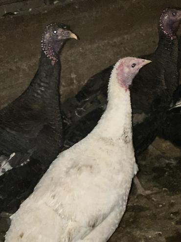 Индюки: Продаю | Индюшка (самка), Индюк (самец), Индюшата | Черный принц, Северокавказская | На забой, Для разведения | Племенные — 8