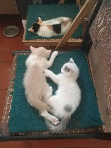 черная британская кошка: Беспородная, 1 месяц, Девочка