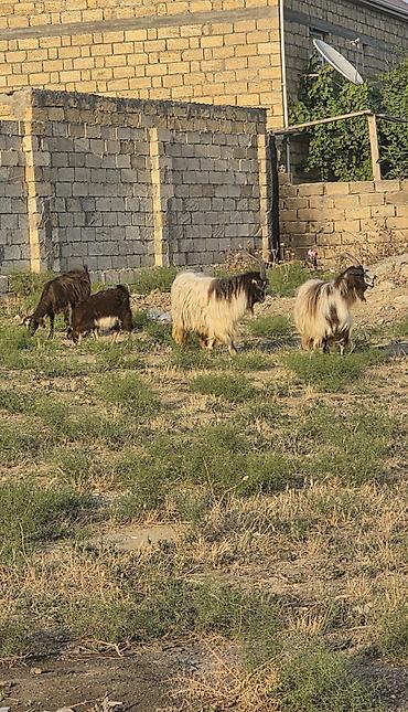hələp kecisi: Heyvanlar tam sağlamdır 1 erkək 3 dişidir ikisi bir dəfə doğub biri — 1