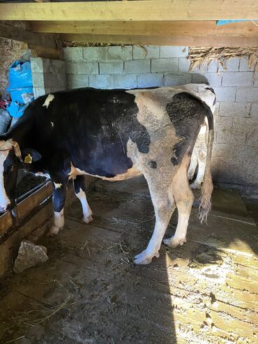 корова обмен: Продаю | Корова (самка) | Голштин | Для молока