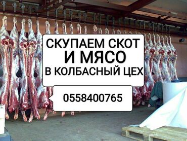 куплю корову в бишкеке в Кыргызстан: Куплю | Коровы, быки, Лошади, кони | Любое состояние