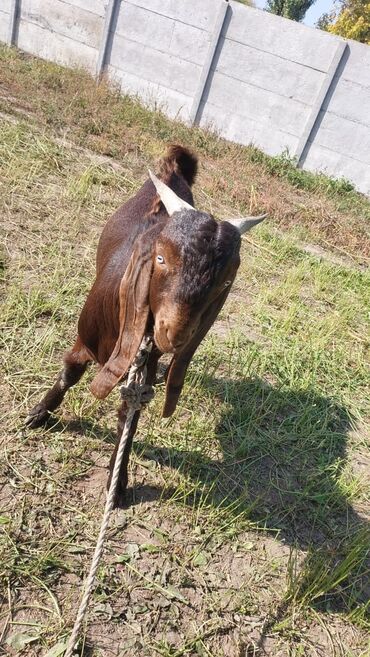 жожо ордок: Порода ( Гулаби битал)