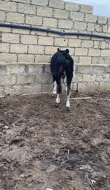 broyler cuce satisi: Simmental və ivanofka mələzi 4 aylıq erkək danadır. Tam sağlamdır — 1