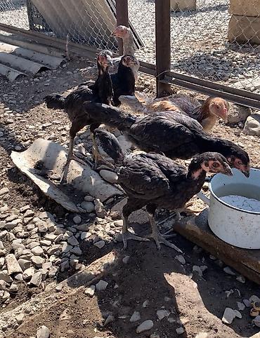 купить лошадь в баку: Salam aleykum MA ŞA ALLAH 4 aylıg heyratı çolpaları satılır 1 ədədi 50 — 1
