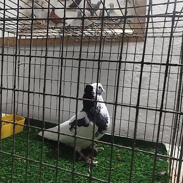 Другие с/х животные: Породистые декоративные голуби. Описание: - Порода — 9