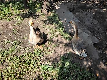 Другие с/х животные: Домашние гуси - Порода: линда+крупные серые (характерный «шишак» на — 3