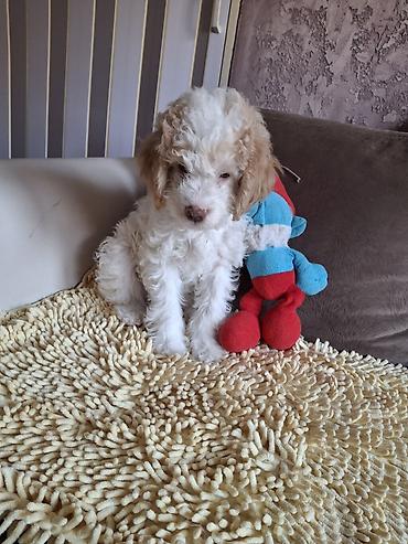 Psi: Rase: kovrdžavi štenad malog do srednjeg rasta rase Lagotto Romagnolo — 5