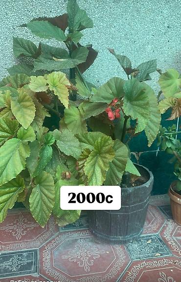 Фикусы: Комнатные и офисные цветы — 10