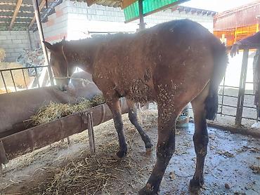 Лошади, кони: Продаю | Кобыла (самка) — 2