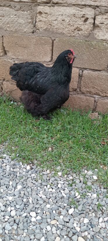 Toyuqlar: Brahma toyuqları – yumurtacı və ətlik iri cins 3 toyug 1 xoruz 280 m — 2