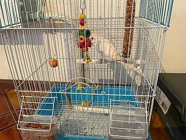 сколько стоит аксолотль: Продам попугая под именем Урус. В комплекте с кормом витамином и — 2