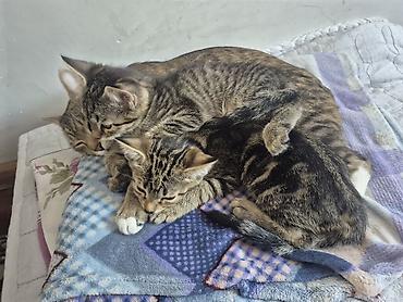 коты бишкек: 🐾 Полосатые котята-табби в добрые руки Ищут дом очаровательные — 5