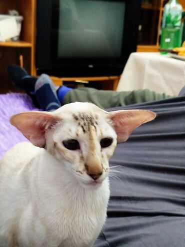 Продажа кошек: Ориентальная, 2 года, Девочка, Белый, Кастрирована, Приучена к лотку, Проглистована — 30