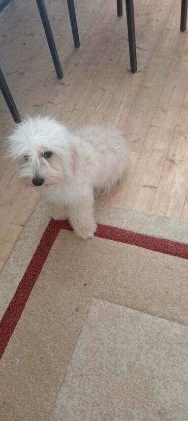 джек рассел терьер купить: Ağ tüklü kiçik it – ev şəraitinə uyğun, mehriban və oynaq yoldaş