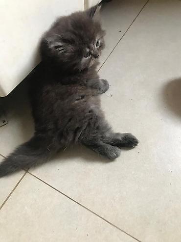 Pişiklər: Britan — 9