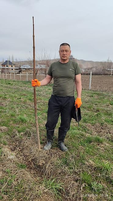 Павловния: Павловния кыргызстанда жакшы осчу кочоттору сатылып жатат сорттору — 19