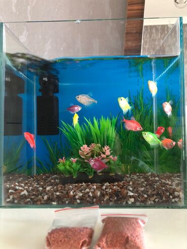 filter akvarium: Akvarıum 10lıtr dı.12eded balıq,150qr yem,fılter,aksesuar ve qum