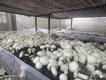 мороженое макет: Шампиньоны культивированные (Agaricus bisporus) - Выращены в — 1