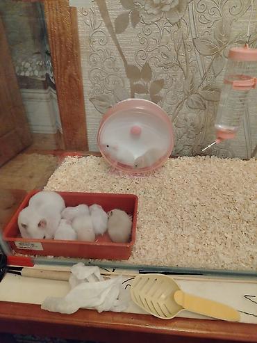 akvarium altlığı: Dovşancıq xamyaklar – balalar və valideyn xamyaklarla birgə komplekt — 3