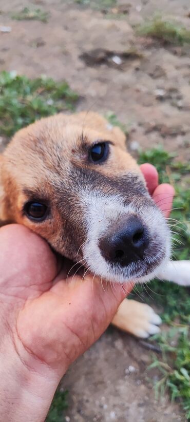 pitbul itləri: Zvonok, 5 ay, Dişi, Peyvəndli, Ünvandan götürmə