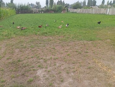 зерно ячмень: Куры несушки домашние прошлогодние один петух 20 курочек