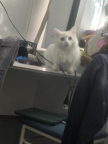 Продажа кошек: Белоснежная пушистая кошка с длинной шелковистой шерстью и густым — 6