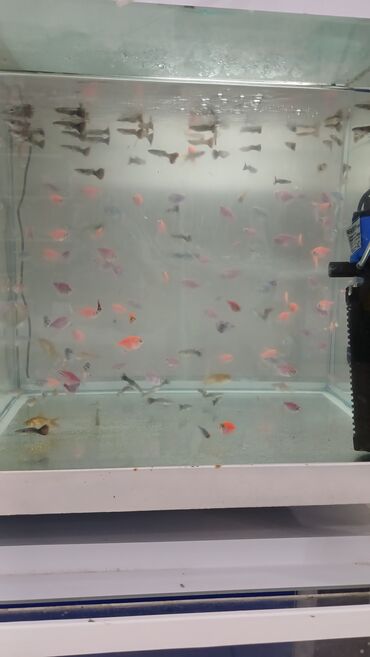 купить аквариум в баку: 2 azna baliglar