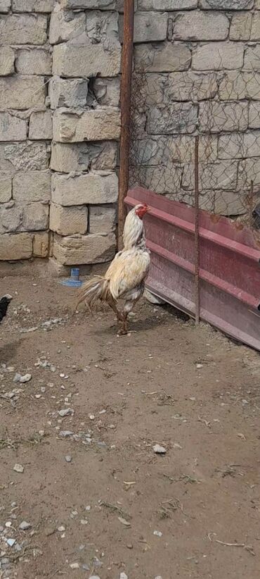 heyratı xoruz: Heyrati xoruz əlaqə Lalafo Sumqayit