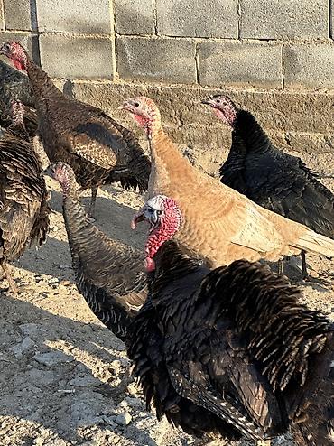 Птицы: 9 самок и 5 петухов 
Молодые крупные — 3