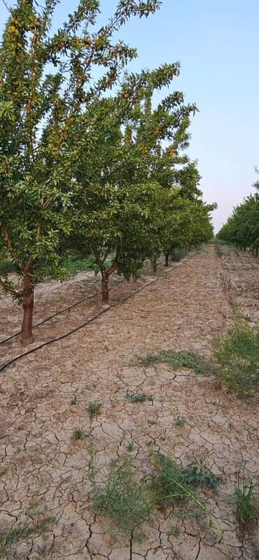 deniz qiraginda torpaq satilir: 5500 sot, Kənd təsərrüfatı, Maklerlər narahat etməsin, Kupça (Çıxarış)