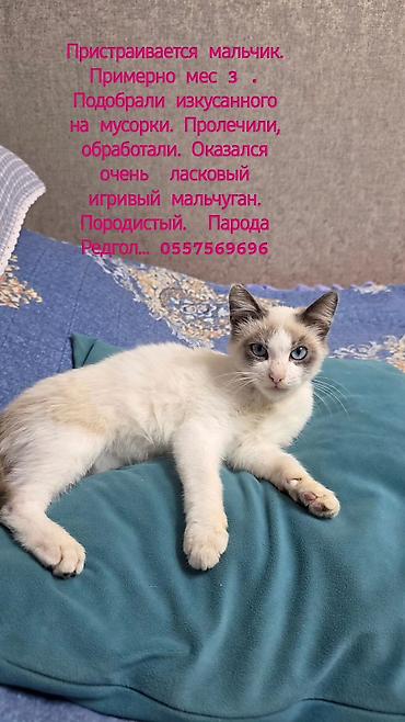 Находка и пропажа кошек: Котёнок-мальчик, примерно 3 месяца. Порода: предполагаемый рэгдолл — 2