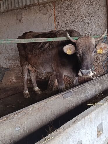 показы 1 354 72 договорная кошка даром британская короткошёрстная 1 год мальчик метис 2 позвонить написать: Сатам | Уй (ургаачы) | Швиц | Көбөйтүү үчүн, Сүт алуу үчүн | Жасалма уруктандырылган