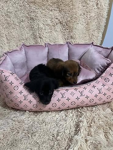 doberman cena: Dugodlaki standard jazavičari, štenci Dugodlaki standard jazavičari — 5