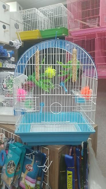 Digər quşlar: ✨ Hazır sarı e lquşlarıdanişdirmaq tam rahat olurr satışda! 🐦✨ Parlaq — 9