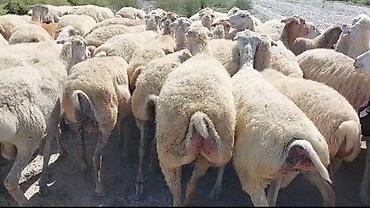tap az goyercin satisi: 500 baş Beylaqan sortu cavan boğaz qoyunlar satırıq.Şəxsi öz qapı — 1