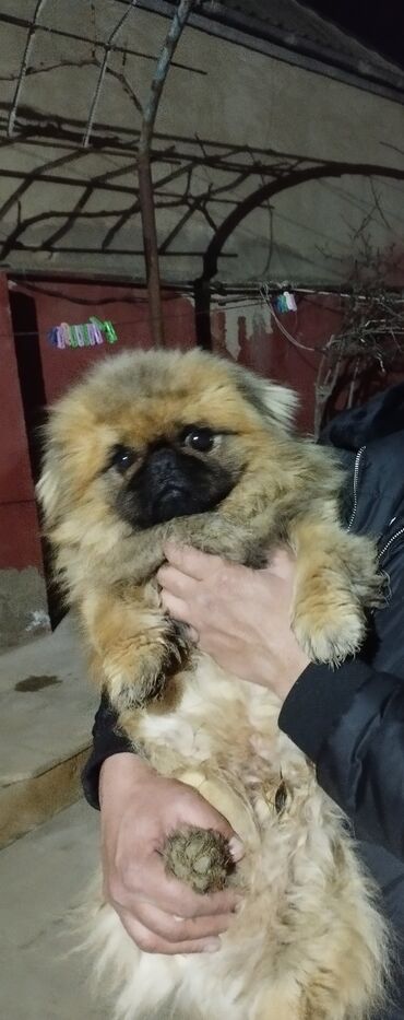 İnformatika: Pekines, 1 il, Erkek, Ünvandan götürmə
