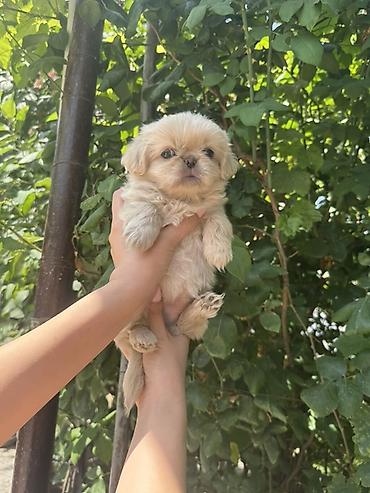 golden balası: Pekines, 2 ay, Dişi — 4