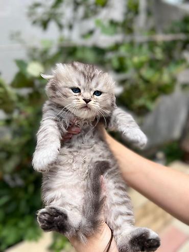 Pişiklər: Şotland — 9