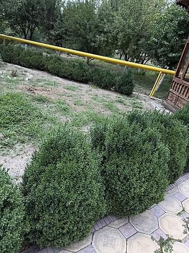 молочай миля: Самшит вечнозелёный (Buxus sempervirens) — взрослые кусты для живой — 5