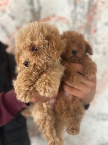 İtlər: Pudel, 2 ay, Erkek, Peyvəndli, Pulsuz çatdırılma — 7