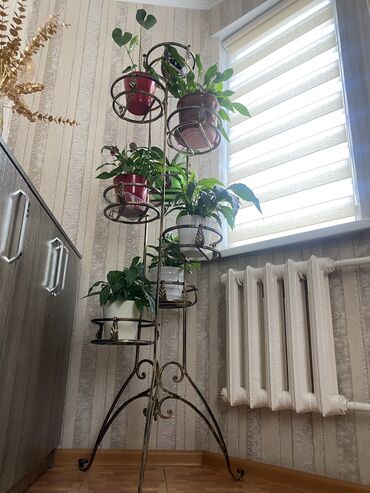 Другие комнатные растения: Продается подставка для цветов вместе с цветами❗️❗️❗️ В отличном