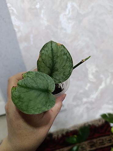 Сингониумы: Распродажа сортовых и редких комнатных растений, цены и названия — 17