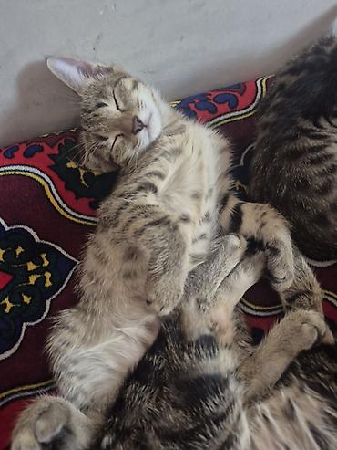 коты бишкек: 🐾 Полосатые котята-табби в добрые руки Ищут дом очаровательные — 4