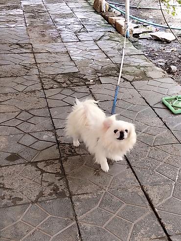 it bazari hardadi: Pekines, 7 ay, Erkək, Sənədli, Ünvandan götürmə, Pulsuz çatdırılma — 2
