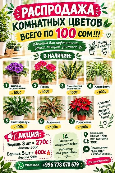 Распродажа комнатных цветов — все по 100 сом! Идеально для