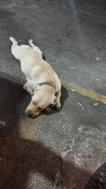 Heyvanlar üçün mallar: Labrador-retriver, 10 ay, Erkek, Sənədli